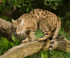 草原斑猫