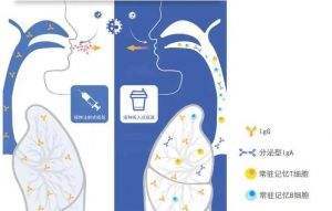 吸入式新冠疫苗