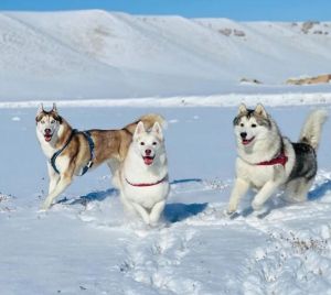 雪橇犬