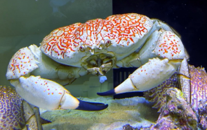 巨大拟滨蟹