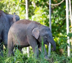婆罗洲侏儒象