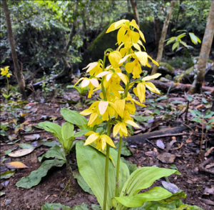 大黄花虾脊兰