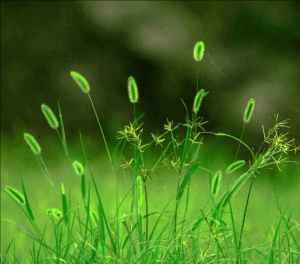 梯牧草